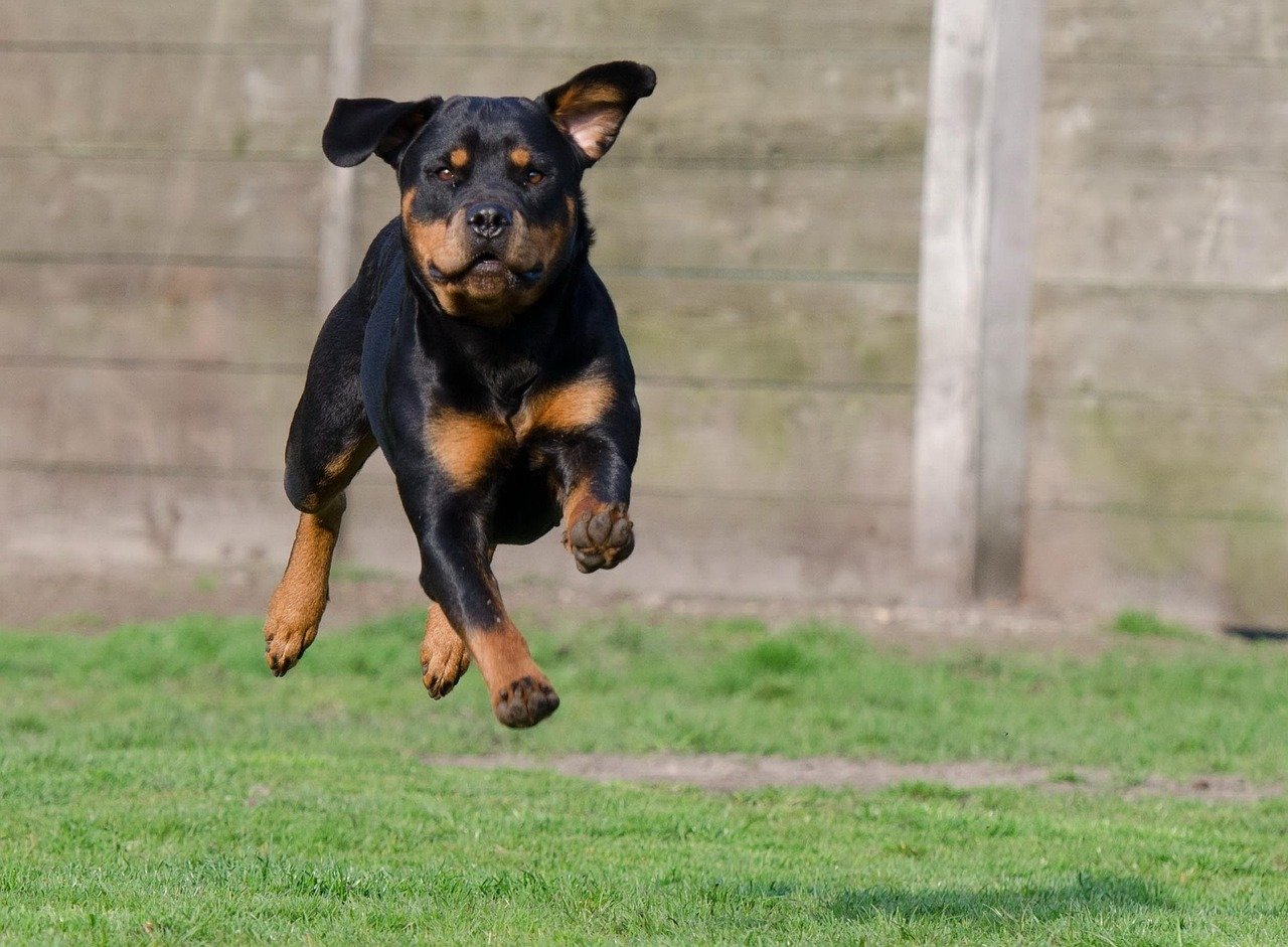 Rottweilers Serve as Loyal California Guardians (image credits: pixabay)