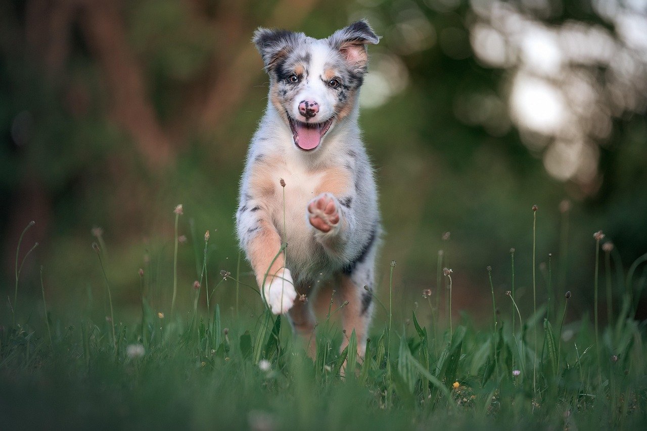 Australian Shepherds Match California's Active Spirit (image credits: pixabay)