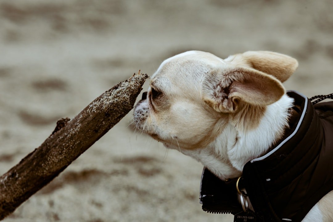 Understanding Which Dogs Are Most Vulnerable (image credits: unsplash)