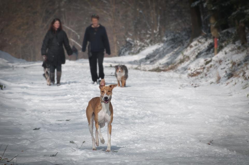 The Science Behind Canine Cold Tolerance (image credits: stocksnap)