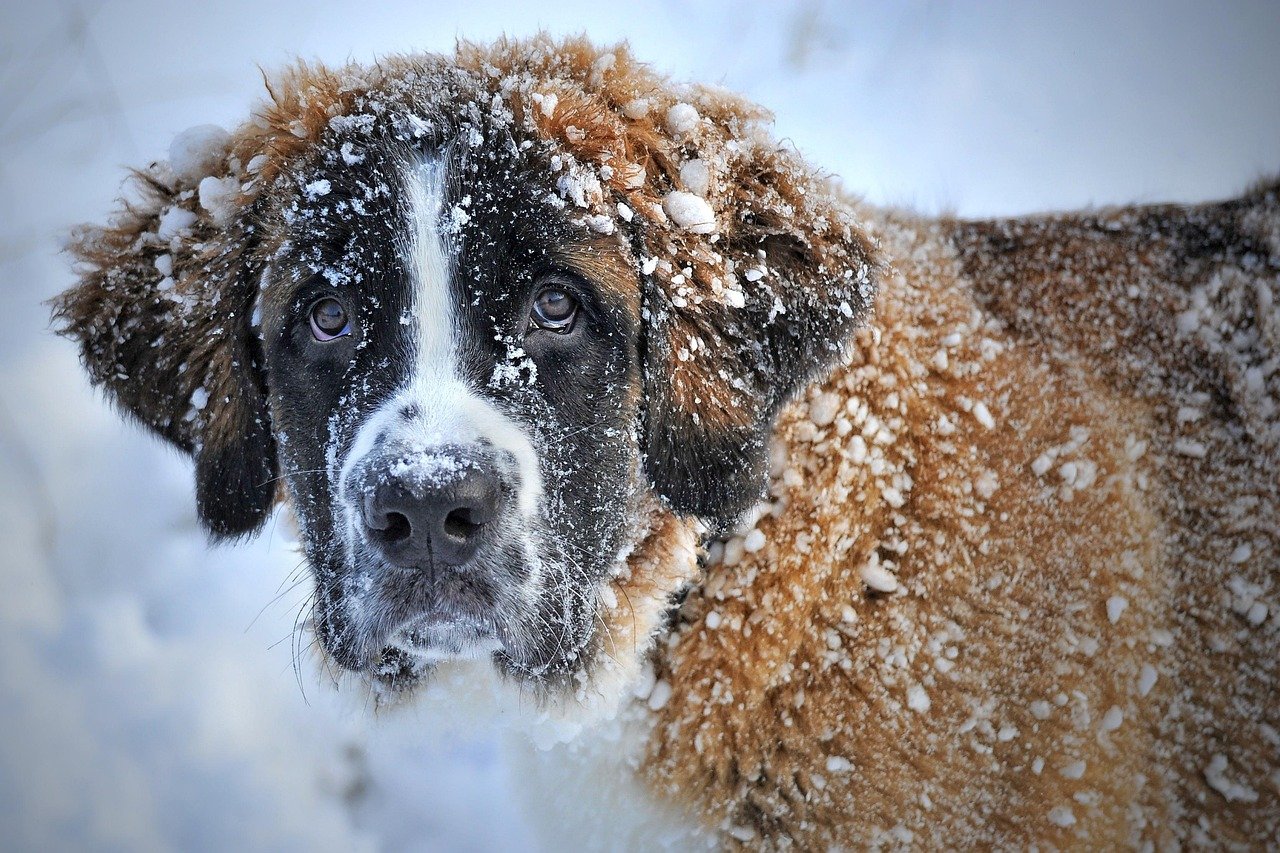 The Hidden Danger of Frostbite in Dogs (image credits: pixabay)