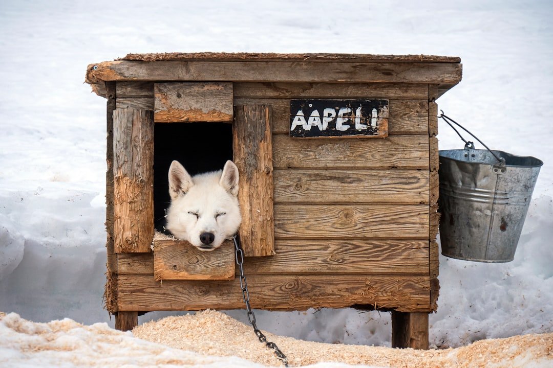 Proper Shelter Requirements for Outdoor Dogs (image credits: unsplash)