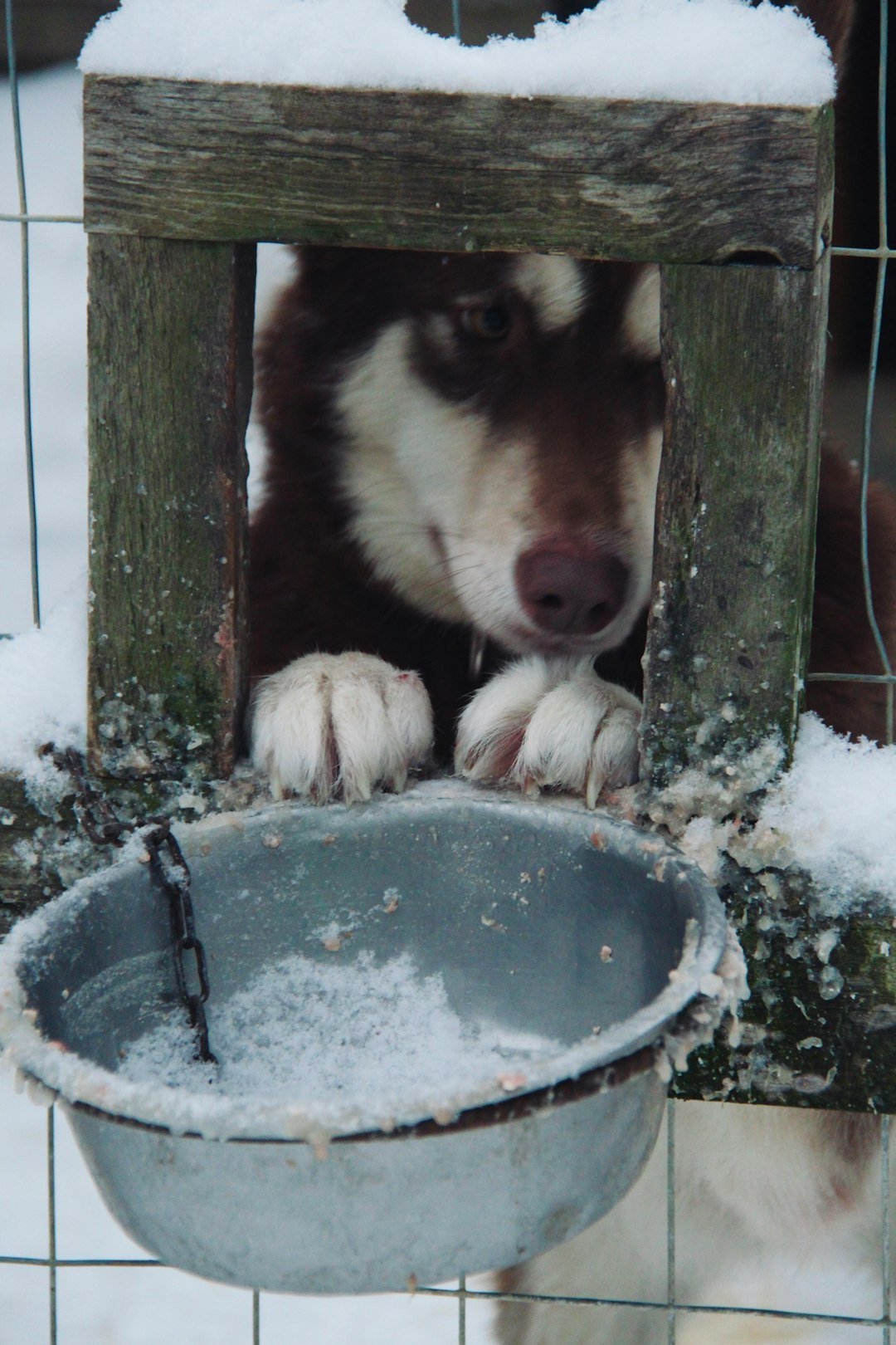 The Feeding Challenge During Winter Months (image credits: unsplash)