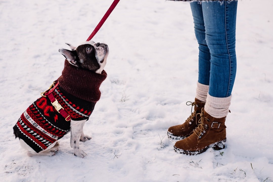 The Paw Protection Dilemma (image credits: unsplash)