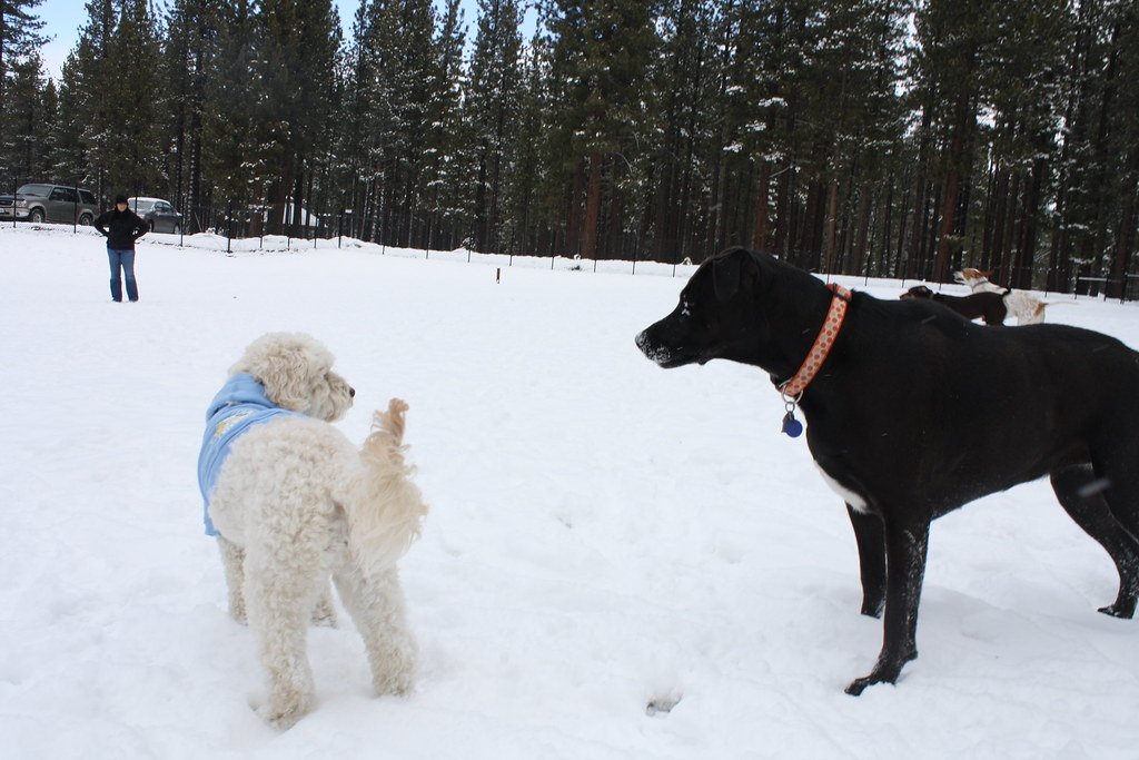Conclusion: Winter Reality Check for Dog Owners (image credits: flickr)