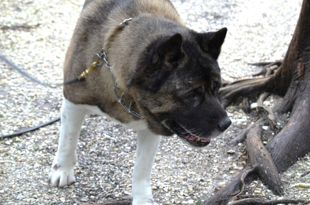 Why Dogs Are Prime Targets (image credits: unsplash)