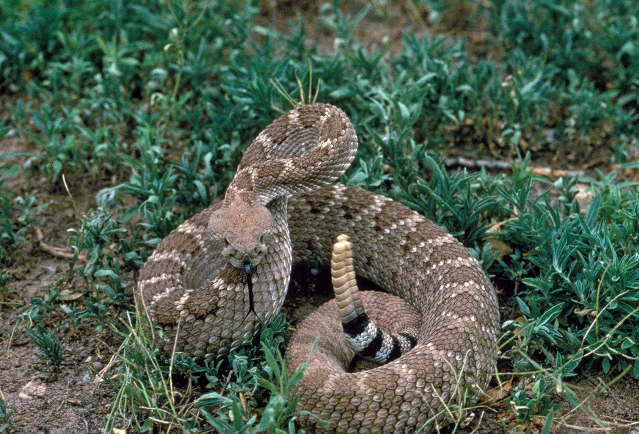 Recognizing Arizona's Most Dangerous Species (image credits: wikimedia)