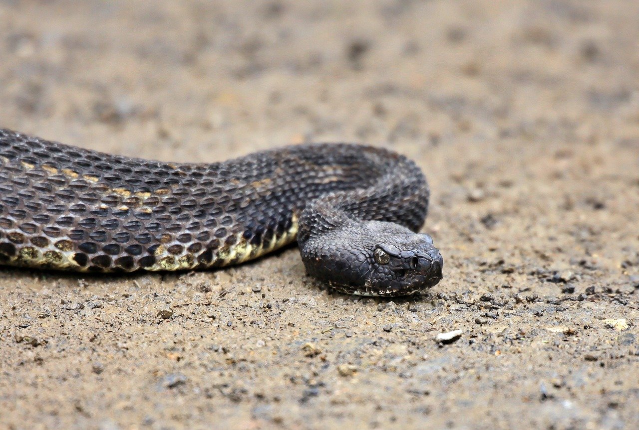 Creating a Snake-Safe Home Environment (image credits: pixabay)