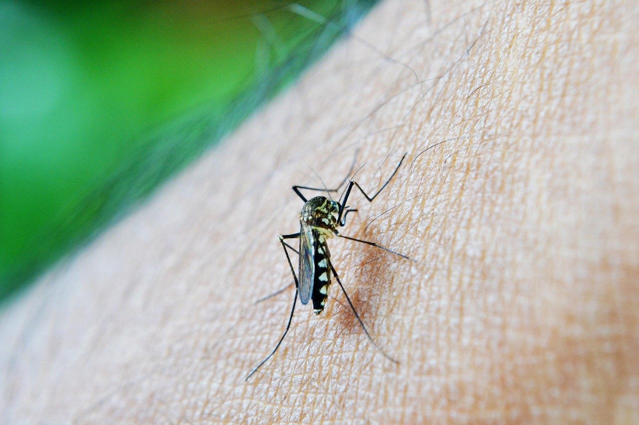 Vector-Borne Diseases Are Tripling Across the Region (image credits: pixabay)