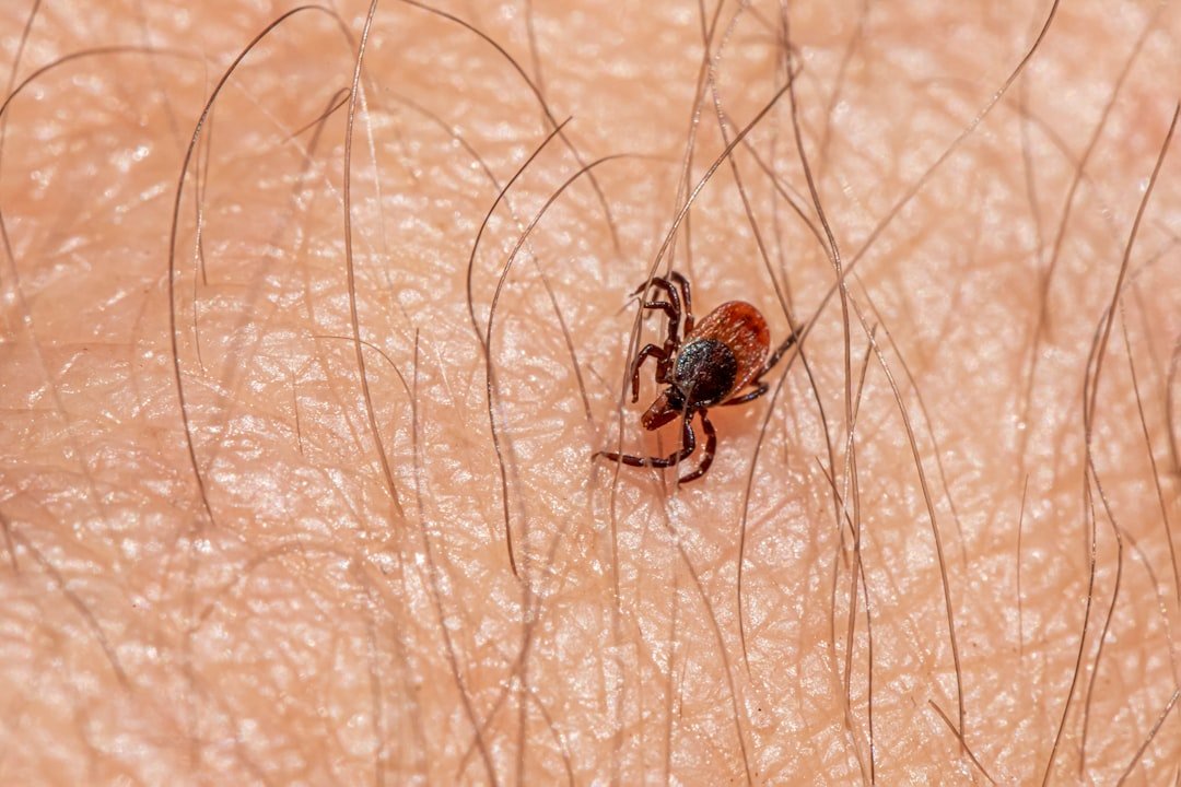 Emerging Viruses Are Hitchhiking on Common Ticks (image credits: unsplash)
