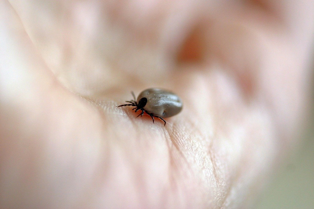 The Future Holds More Parasite Threats, Not Fewer (image credits: pixabay)