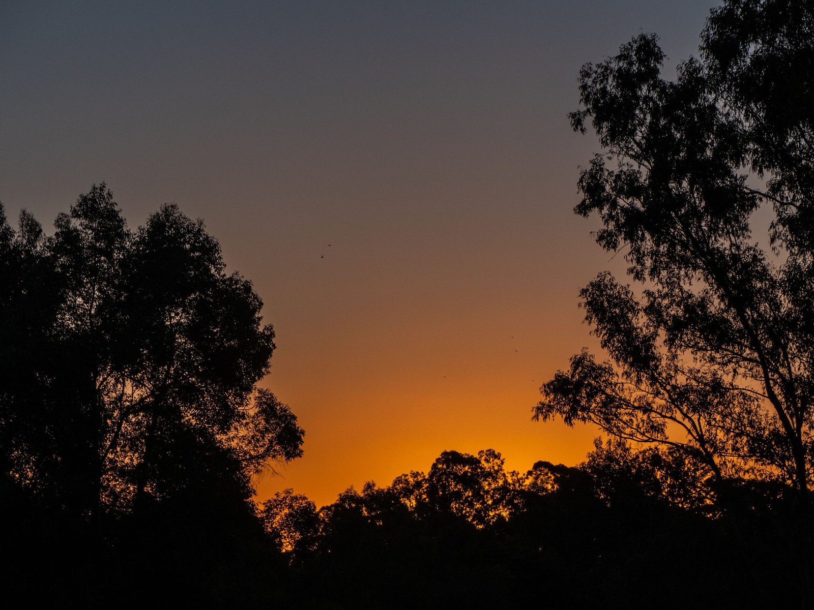 Rick Jacobs' Trail Camera Surprise in Pennsylvania (image credits: wikimedia)