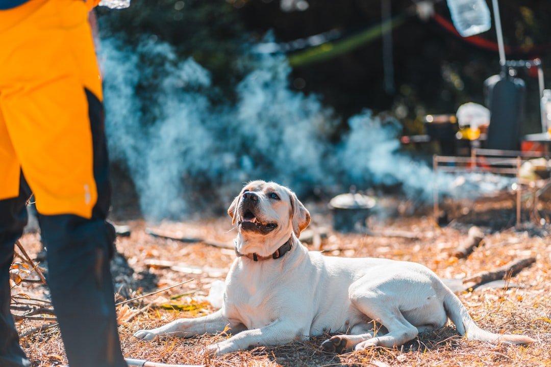 Emergency Evacuation Stories That Break Your Heart (image credits: unsplash)