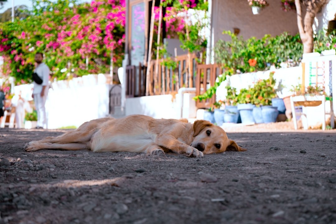 Understanding Why Texas Heat Is So Dangerous for Dogs (image credits: unsplash)