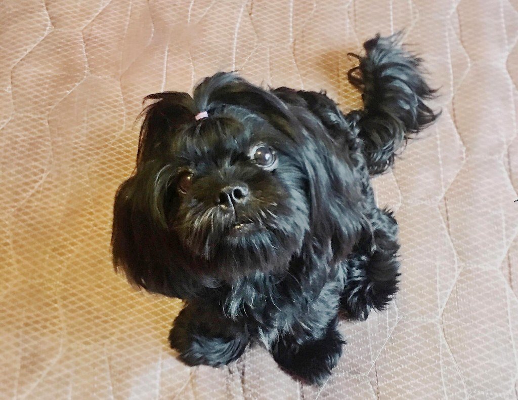 Recognizing High-Risk Dogs During Heat Waves (image credits: flickr)