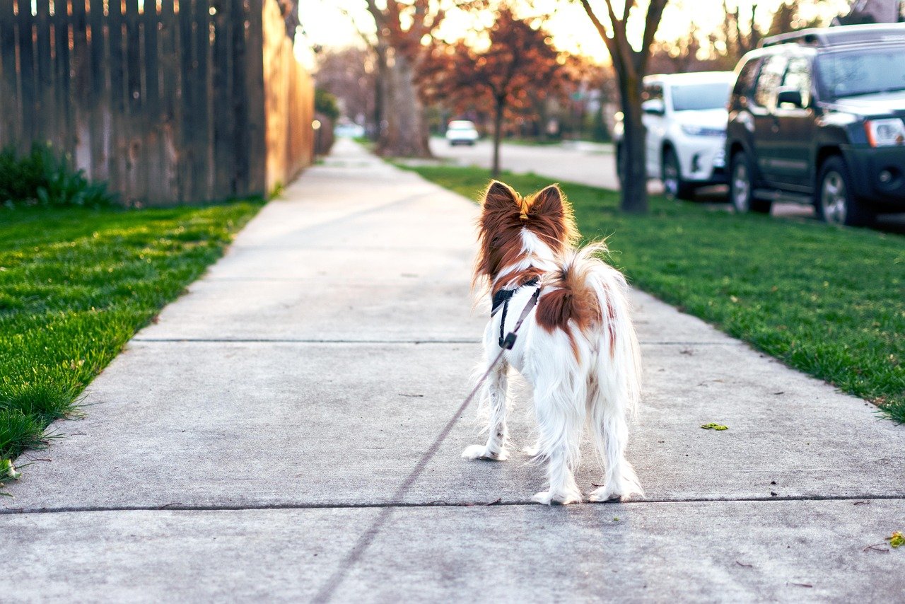 Temperature Guidelines for Safe Dog Walking (image credits: pixabay)