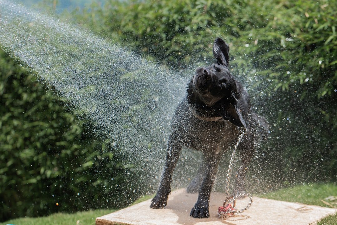Immediate Actions for Overheated Dogs (image credits: unsplash)