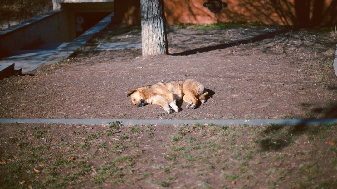 Creating Safe Outdoor Environments (image credits: unsplash)