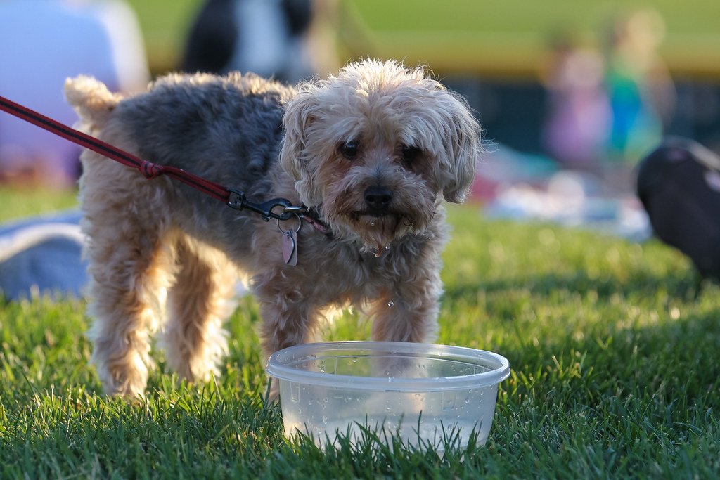 Hydration and Cooling Strategies (image credits: flickr)