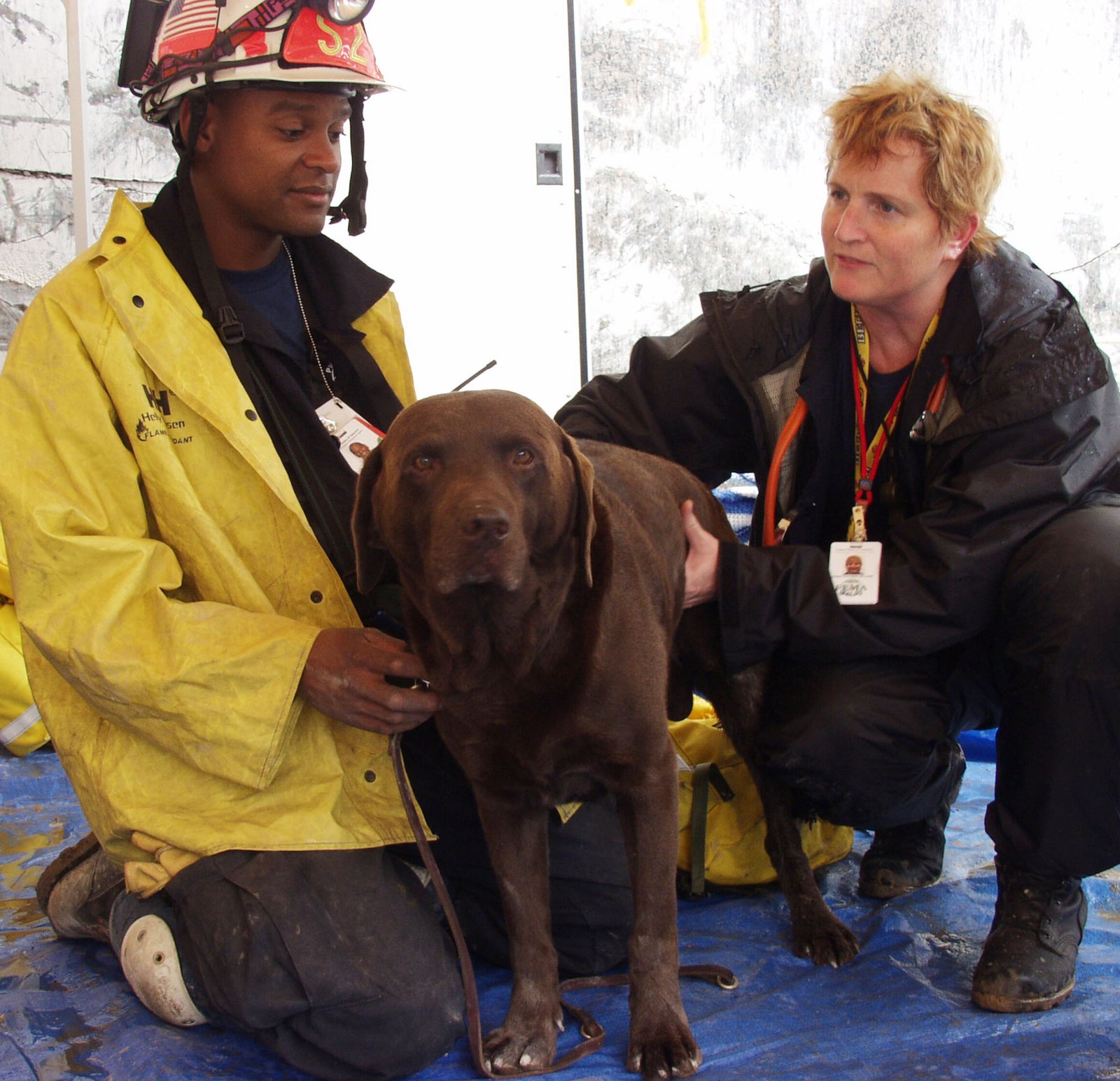 When to Seek Emergency Veterinary Care (image credits: wikimedia)