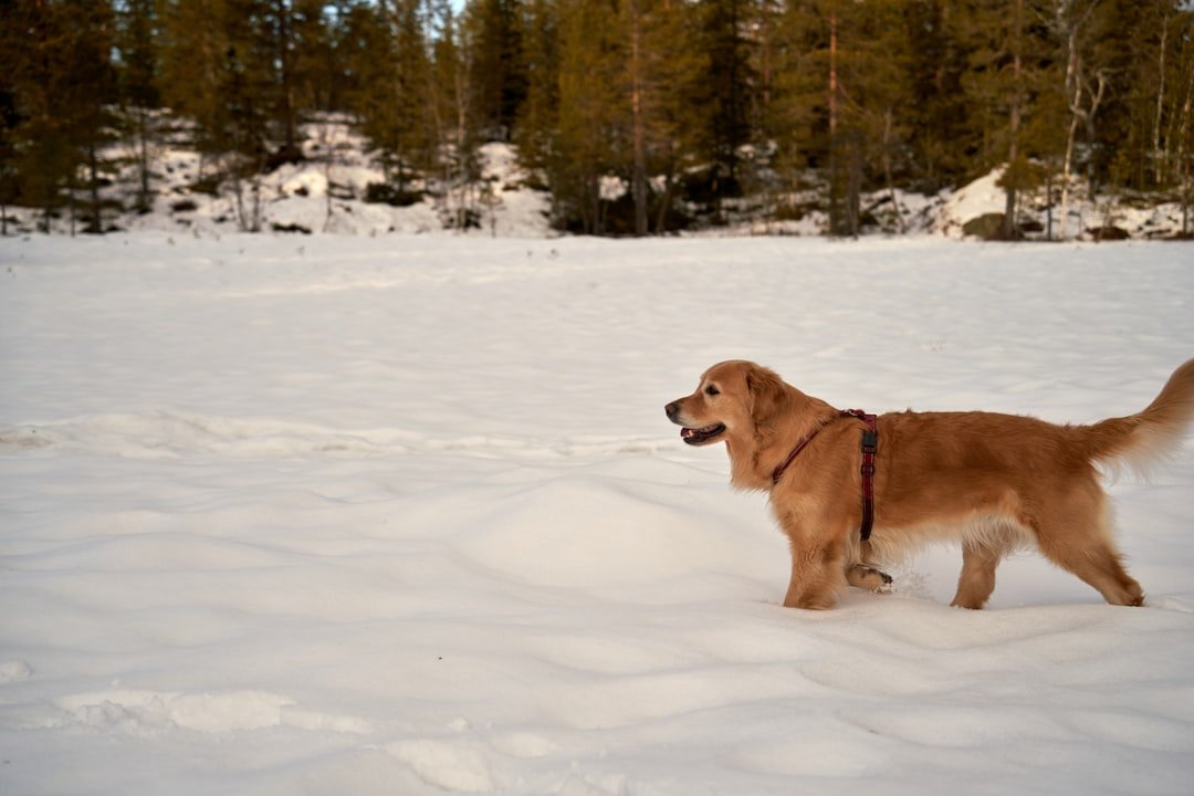 Deadly Ice Melts and Chemical De-icers (image credits: unsplash)