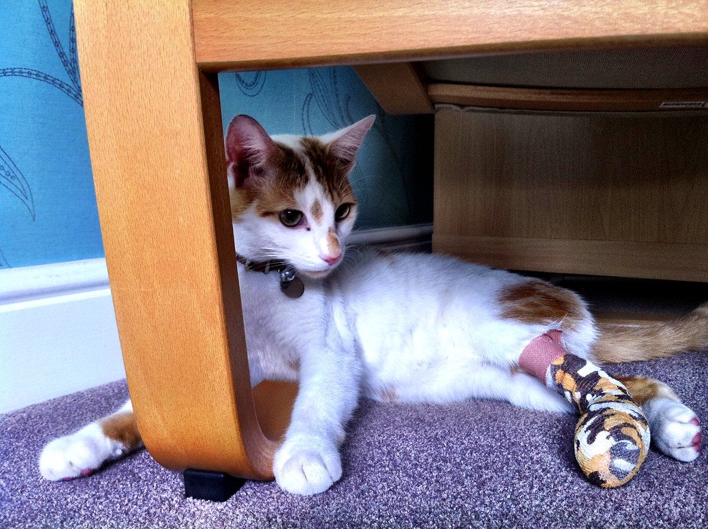Paw Pad Burns and Injuries (image credits: flickr)
