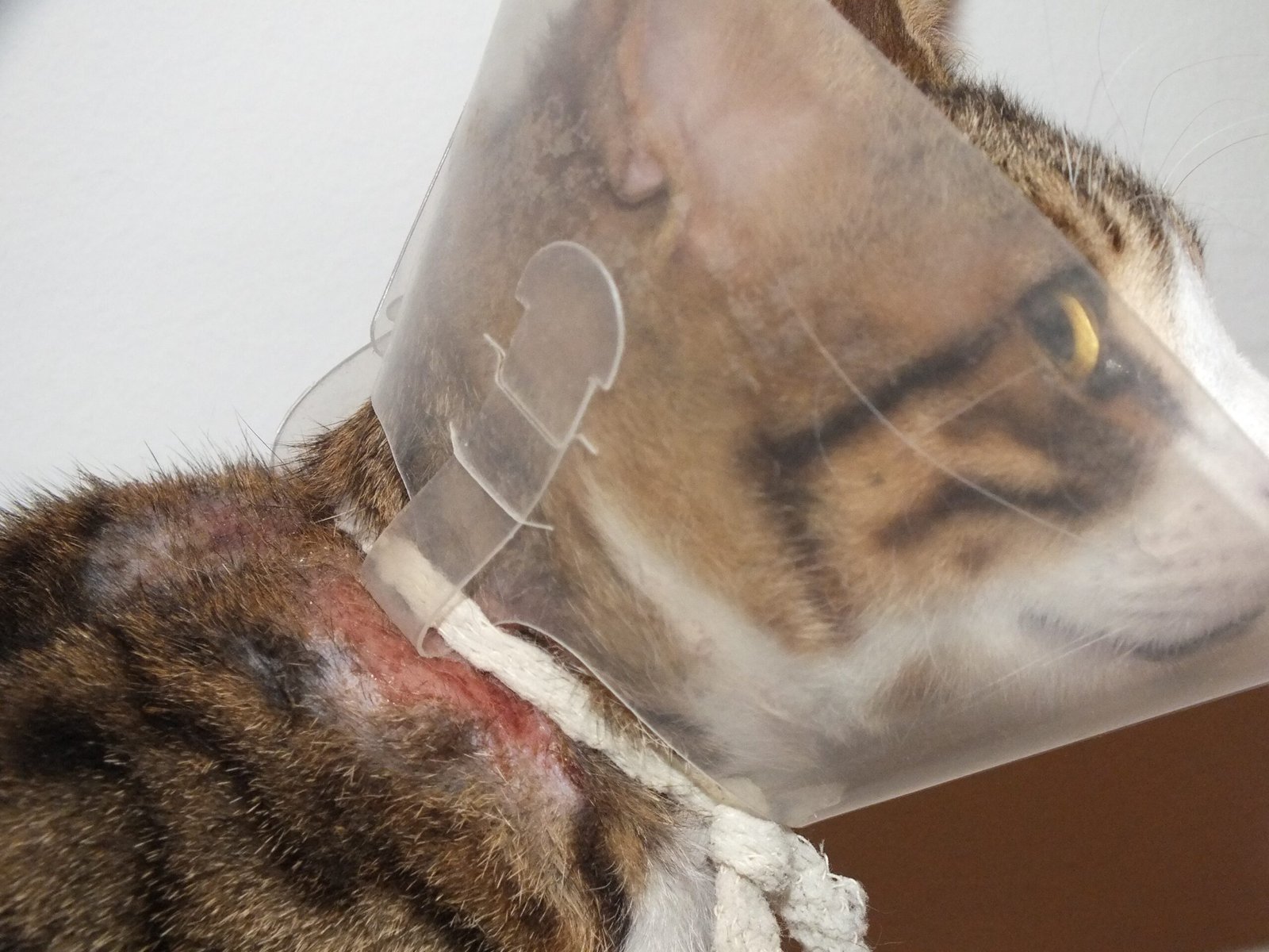 Skin and Coat Complications (image credits: By Orrling, CC BY-SA 3.0, https://commons.wikimedia.org/w/index.php?curid=29131703)