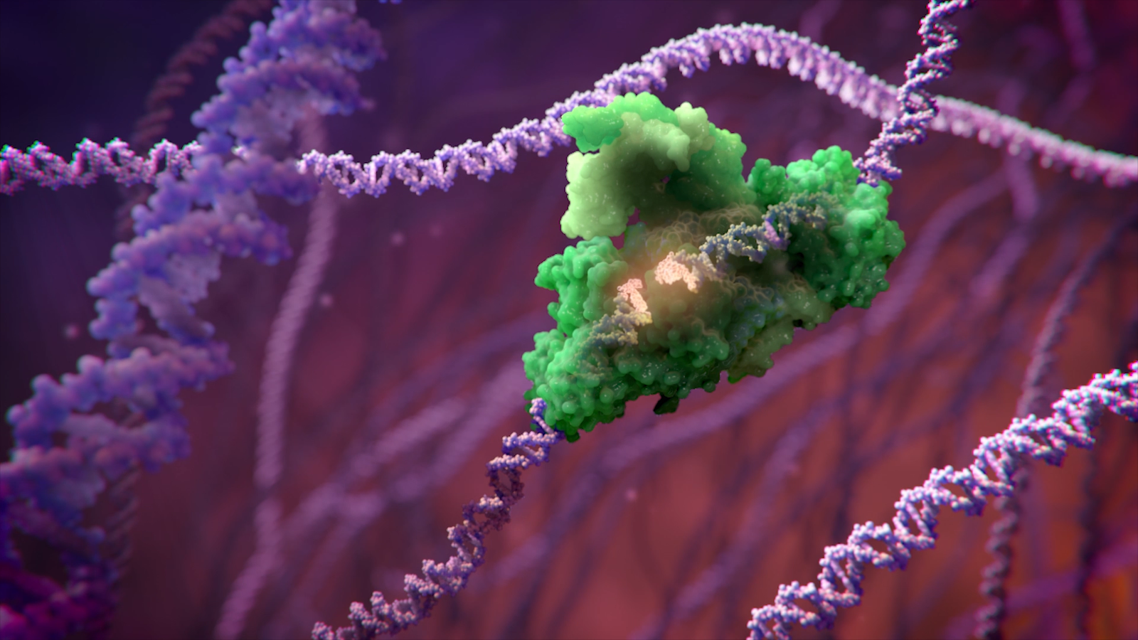 The DNA Damage Response That Never Stops (image credits: DNA Repair Enzyme Binds to DSB, Public domain, https://commons.wikimedia.org/w/index.php?curid=95979898)