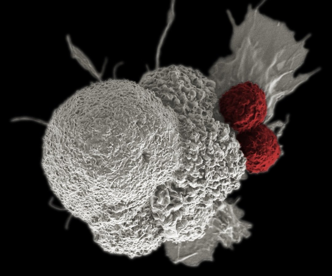 How Stress Rewrites Your Immune Cell Programming (image credits: unsplash)