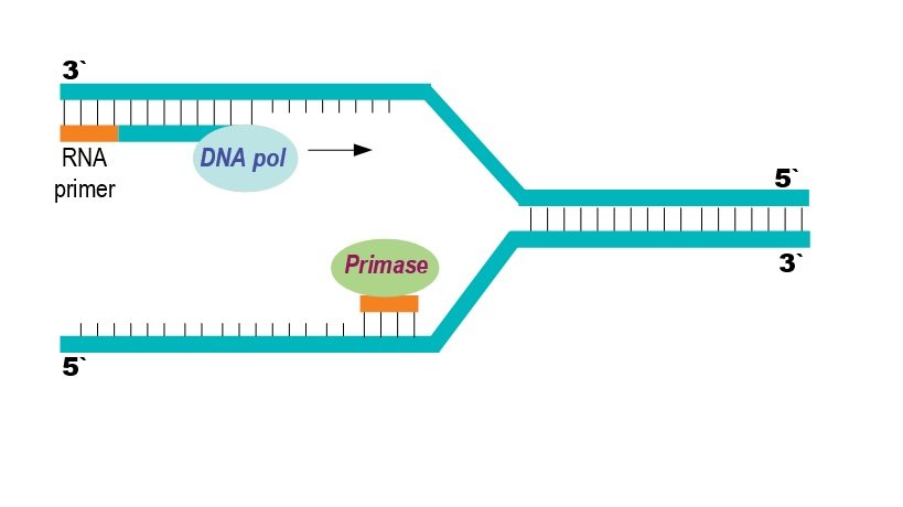 Stitching Genomes Like Code (image credits: wikimedia)
