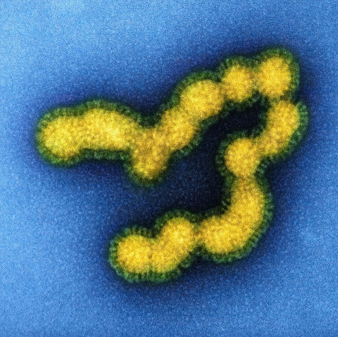 Most Ancient Viruses Are Now Evolutionary Ghosts (image credits: unsplash)