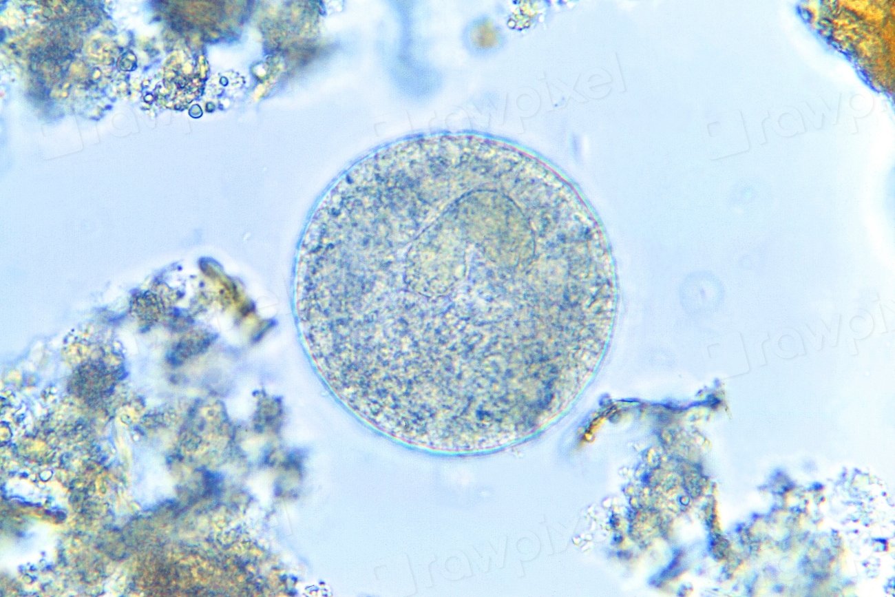 The Immune System's Complex Dance with Ancient Viruses (image credits: rawpixel)