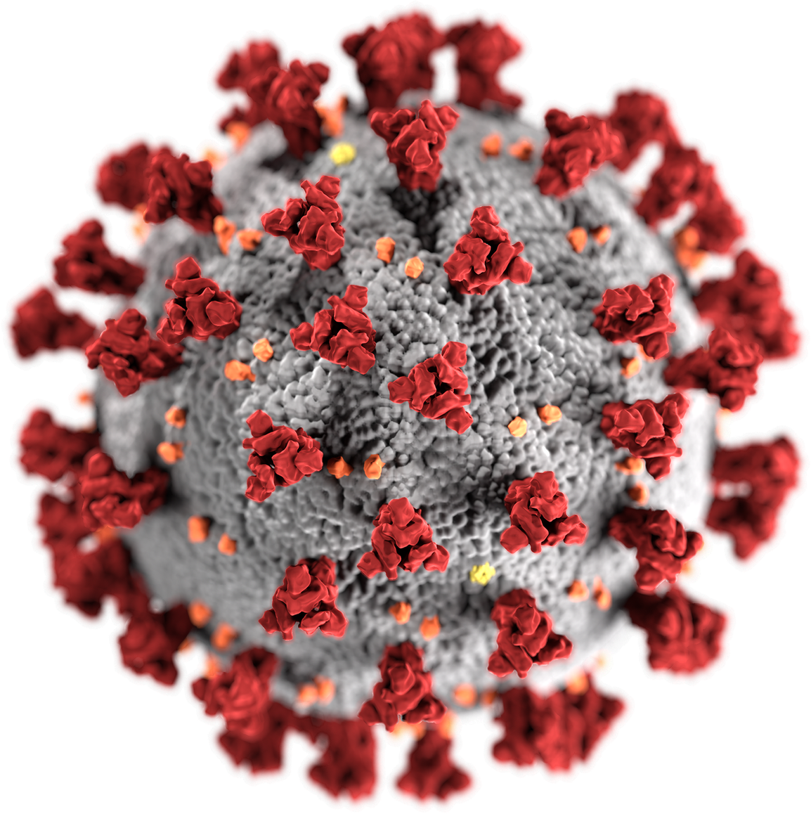 The COVID Connection: Ancient Viruses in Modern Pandemics (image credits: wikimedia)