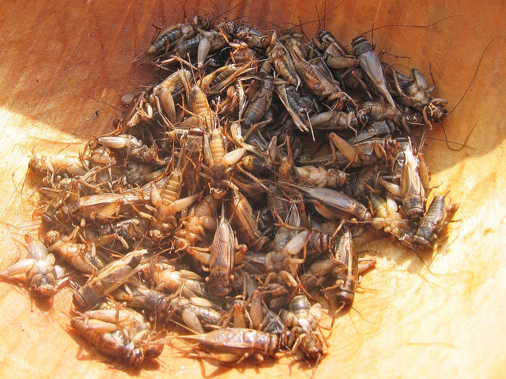 Crickets and Mealworms Are Leading the Insect Revolution (image credits: flickr)