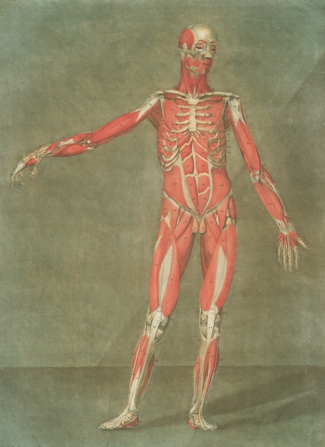 Vessels, Nerves, and the Oxygen Problem (image credits: unsplash)