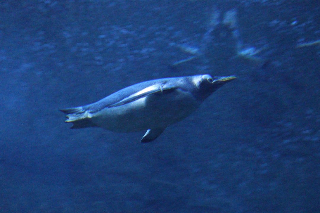 Echolocation - Sound as Vision (image credits: unsplash)