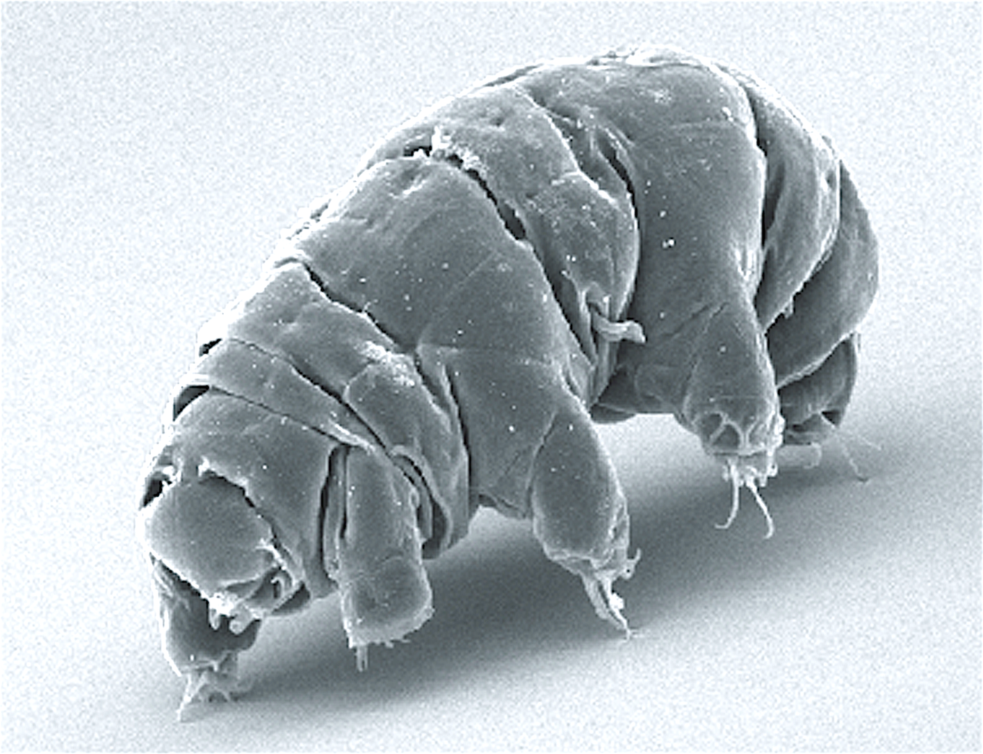 Tardigrade Invincibility - The Ultimate Survivors (image credits: wikimedia)
