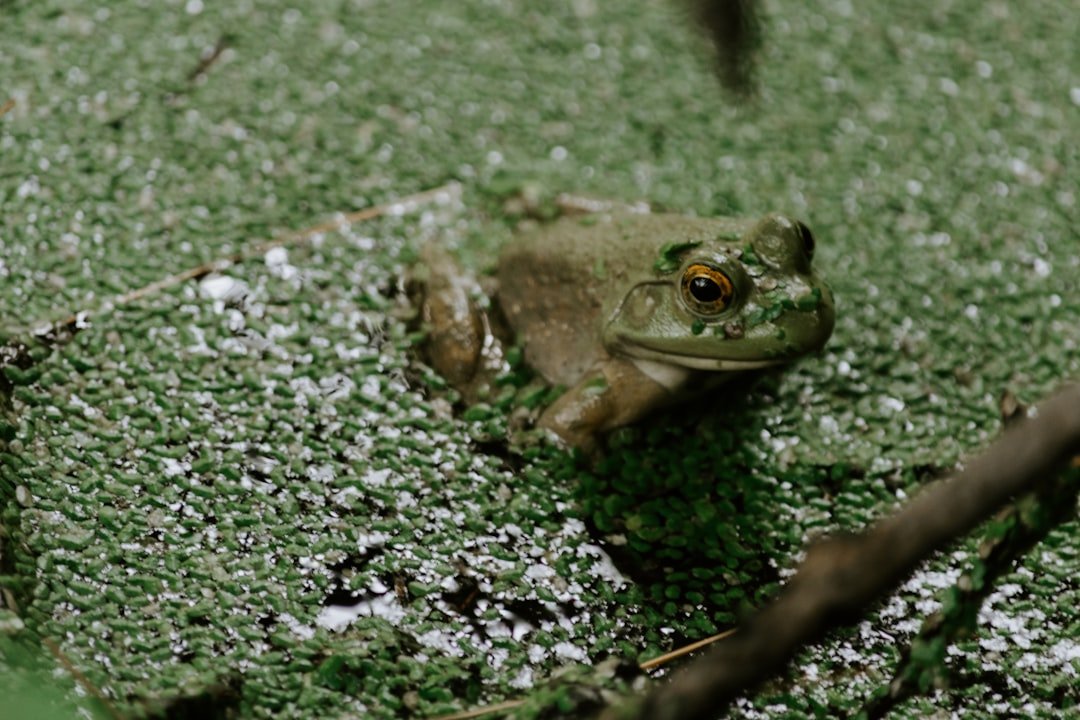 Wood Frog Cryogenic Suspension - Natural Freeze Technology (image credits: unsplash)