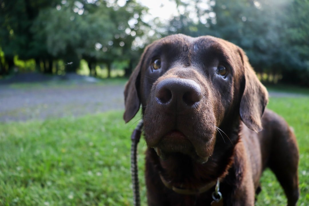 The Science Behind a Dog's Incredible Nose (image credits: unsplash)