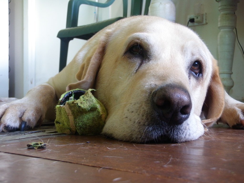 Common Ways Dogs Alert Their Sick Owners (image credits: flickr)