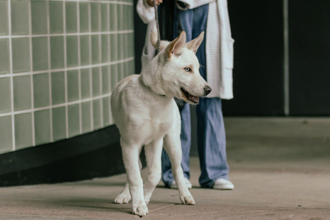 How Dogs Detect Specific Medical Conditions (image credits: unsplash)