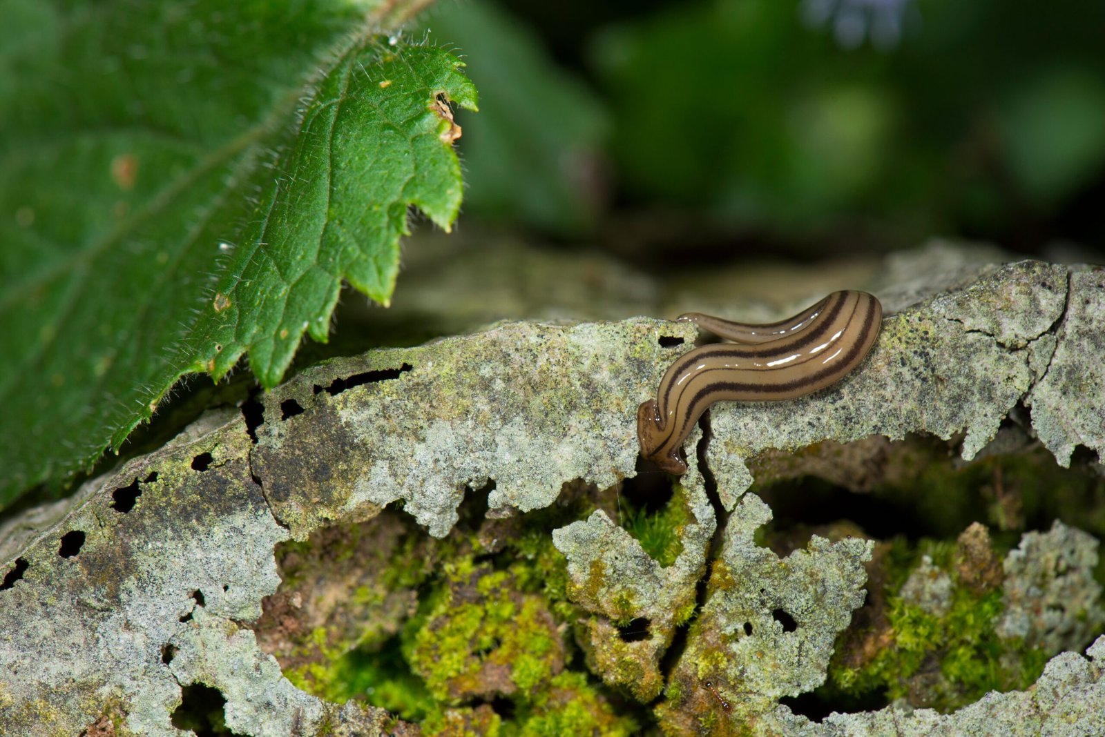 Planarians: The Ultimate Regeneration Champions (image credits: _ESF7305, CC BY 2.0, https://commons.wikimedia.org/w/index.php?curid=75437506)