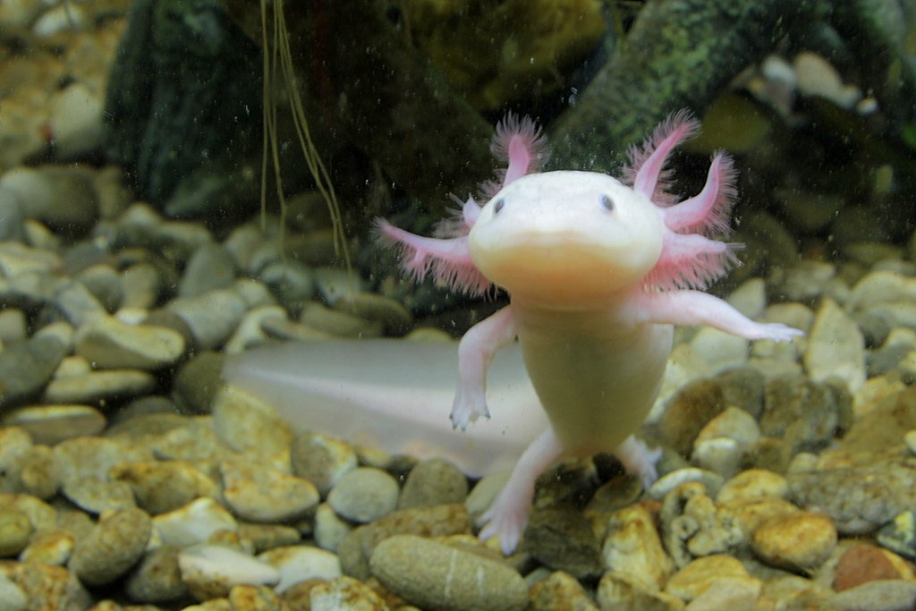 Axolotls: Nature's Miracle Workers (image credits: flickr)