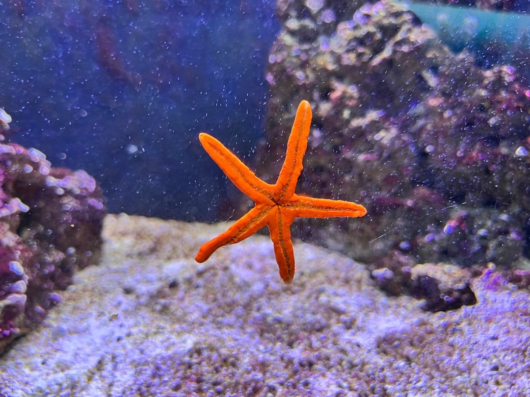 Starfish: Growing New Bodies from Fragments (image credits: unsplash)