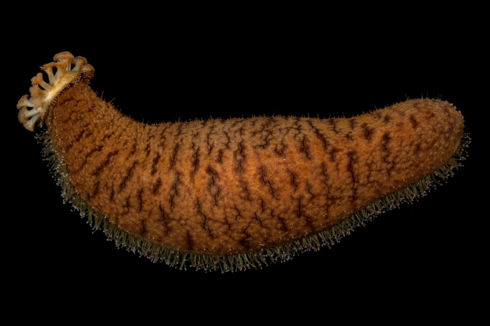 Sea Cucumbers: The Ultimate Sacrifice and Recovery (image credits: wikimedia)