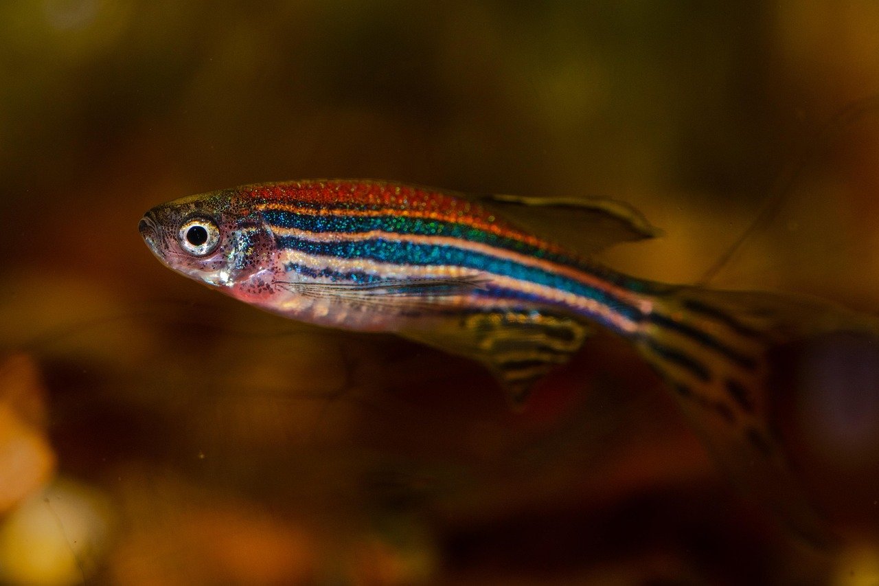 Zebrafish: Small Fish, Big Medical Promises (image credits: pixabay)