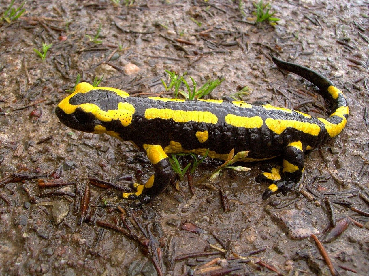 Salamanders: The Vertebrate Regeneration Specialists (image credits: pixabay)
