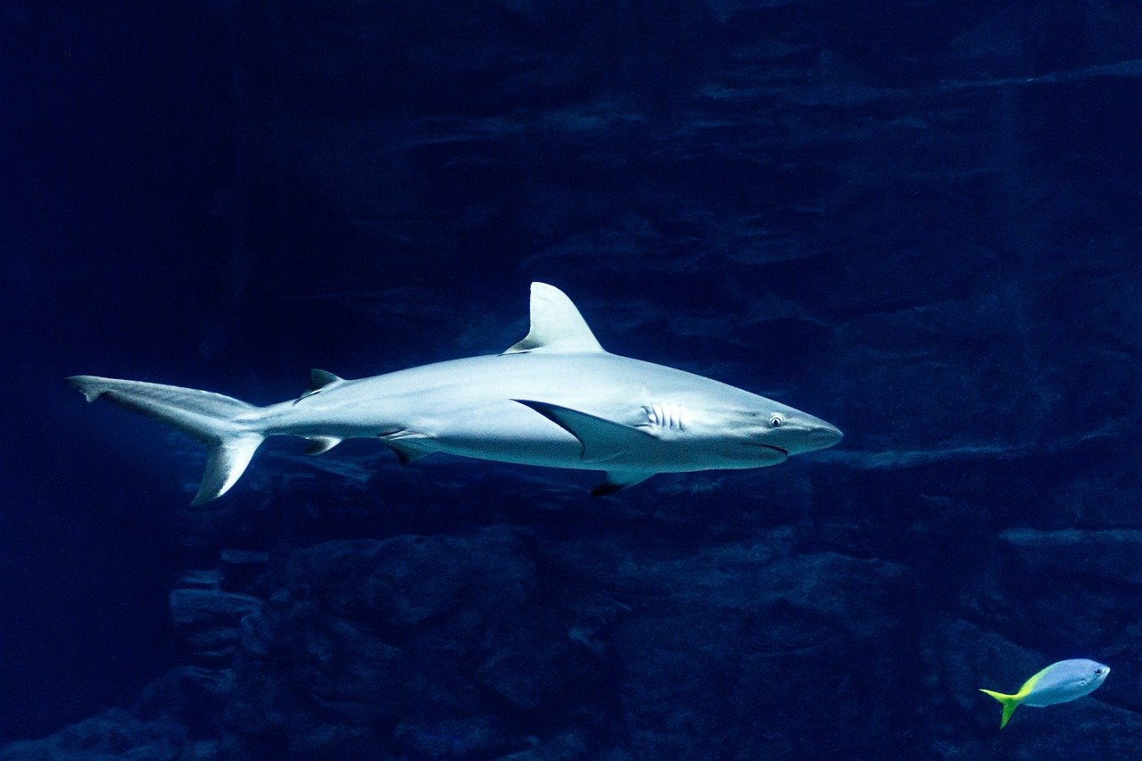Sharks: Dental Regeneration Champions (image credits: pixabay)