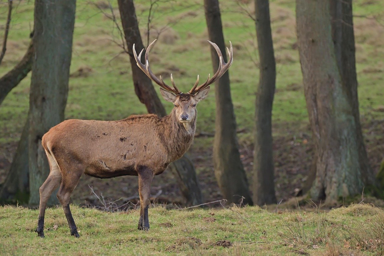 Deer: Mammalian Regeneration Marvels (image credits: pixabay)