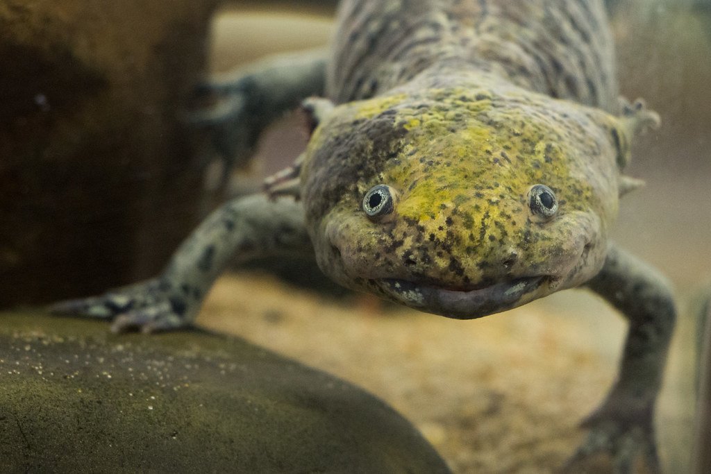 Why Humans Can't Regenerate Like These Animals (image credits: flickr)